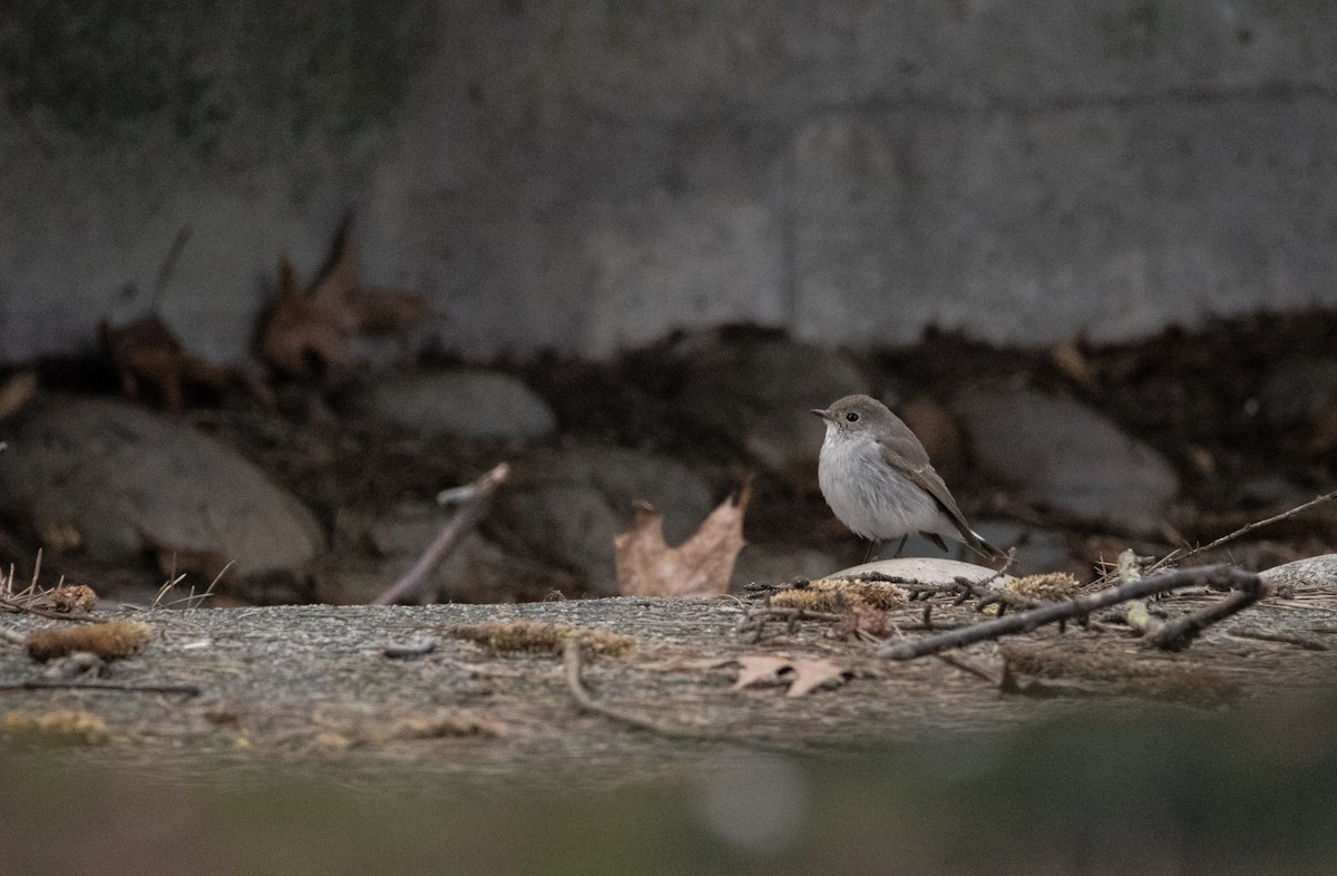 Taiga Flycatcher - ML647875061