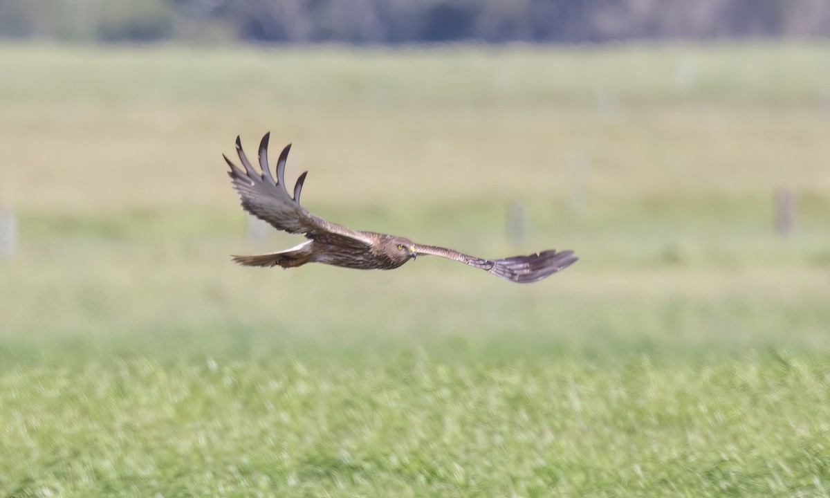 Swamp Harrier - ML647875062