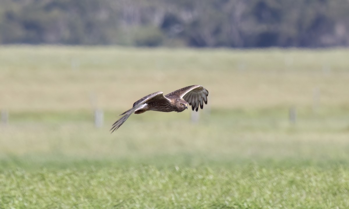 Swamp Harrier - ML647875065