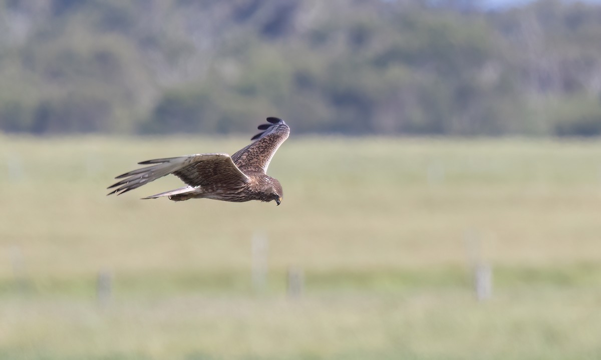 Swamp Harrier - ML647875066