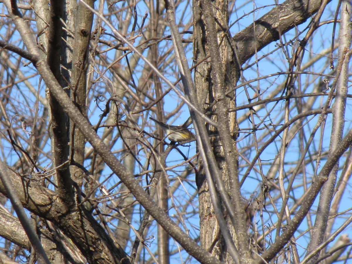 Yellow-rumped Warbler - ML647875067