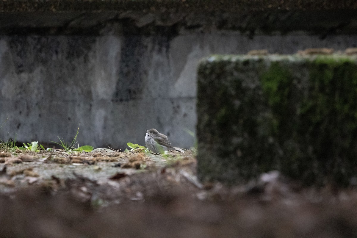 Taiga Flycatcher - ML647875070