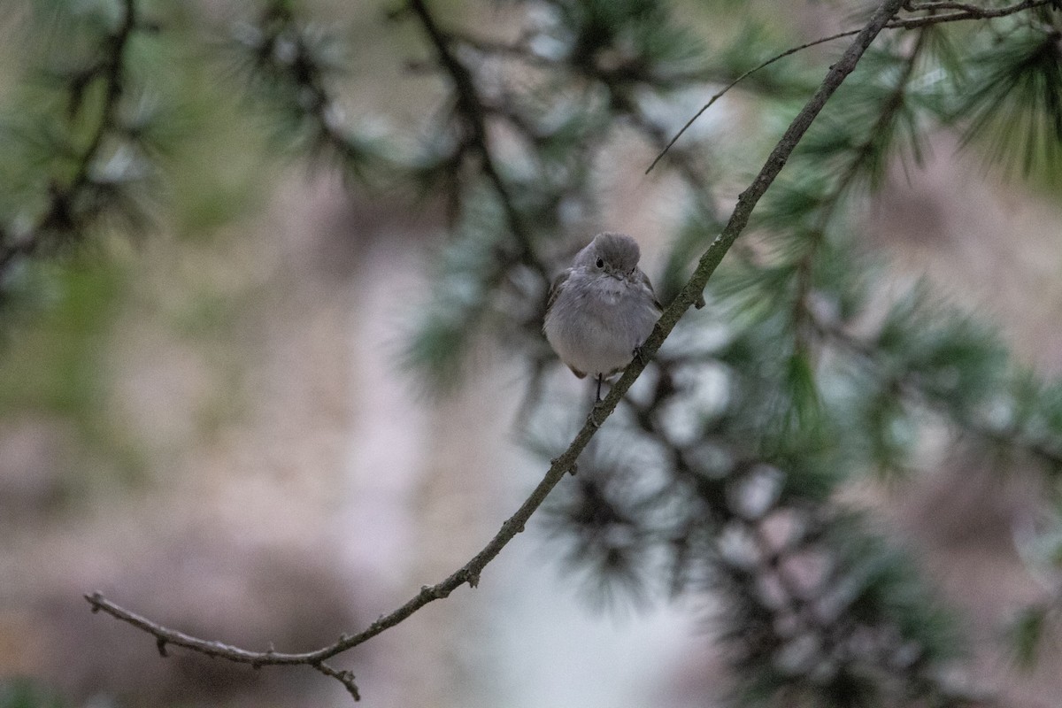 Taiga Flycatcher - ML647875071