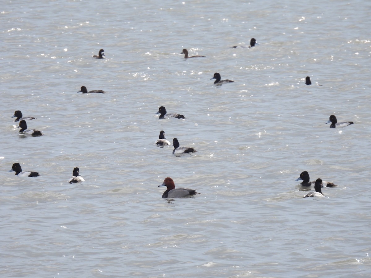 Redhead - ML647875072