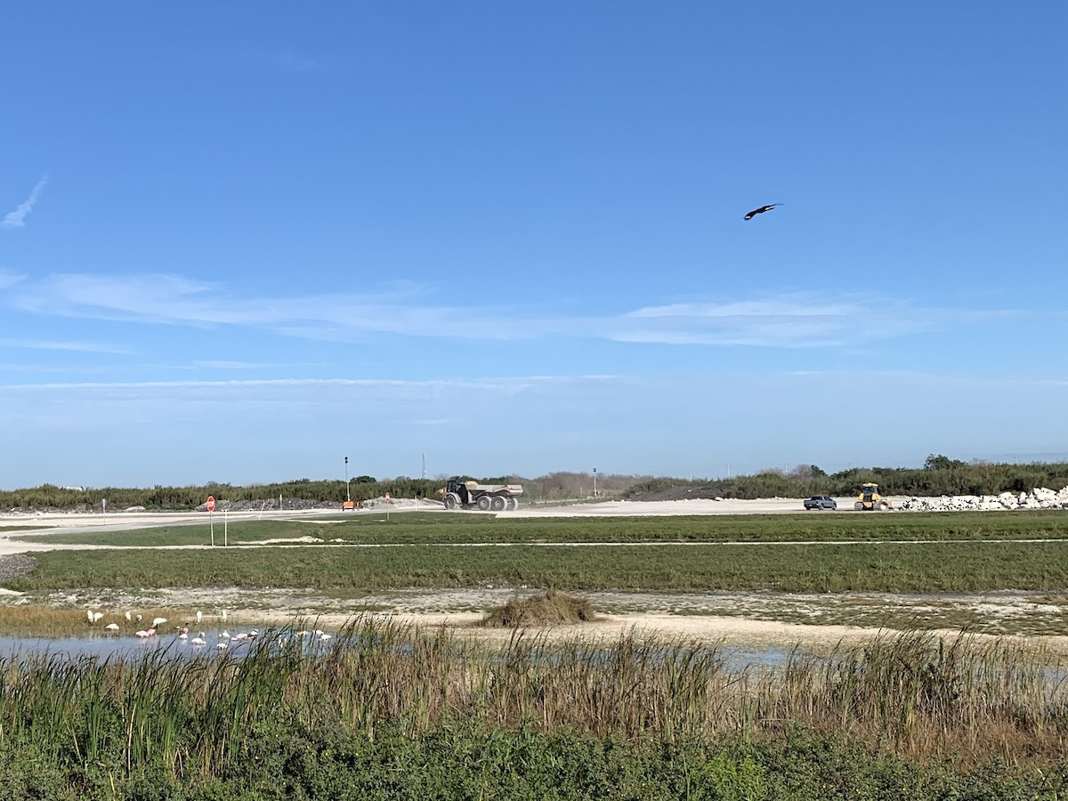 Crested Caracara (Northern) - ML647875076