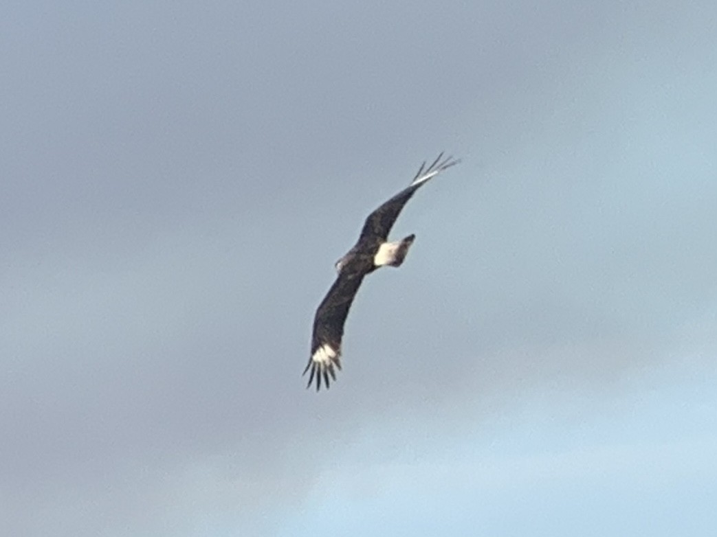 Crested Caracara (Northern) - ML647875078