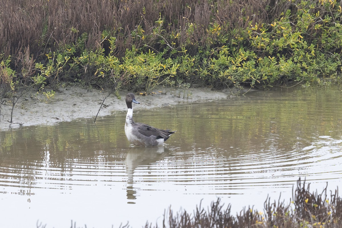 Northern Pintail - ML647875079