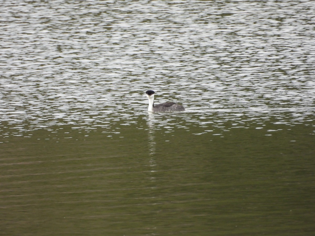 Western Grebe - ML647875085