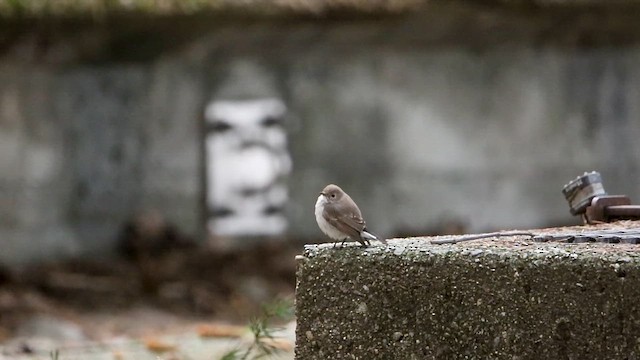 Taiga Flycatcher - ML647875091