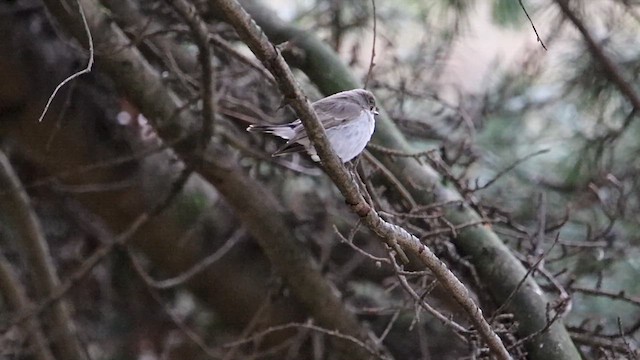 Taiga Flycatcher - ML647875094