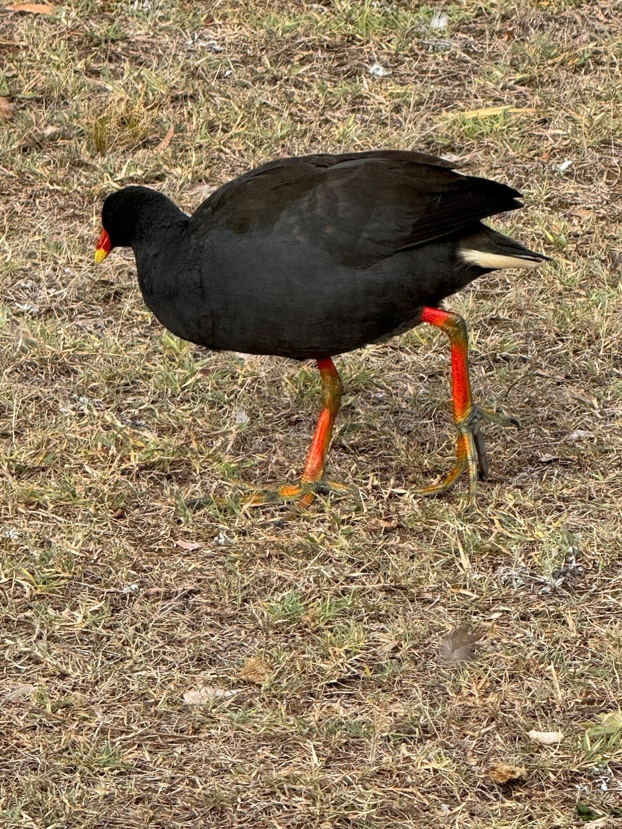 Dusky Moorhen - ML647875101