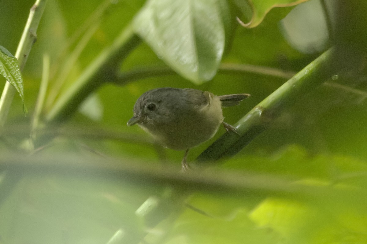 Yunnan Fulvetta - ML647875102