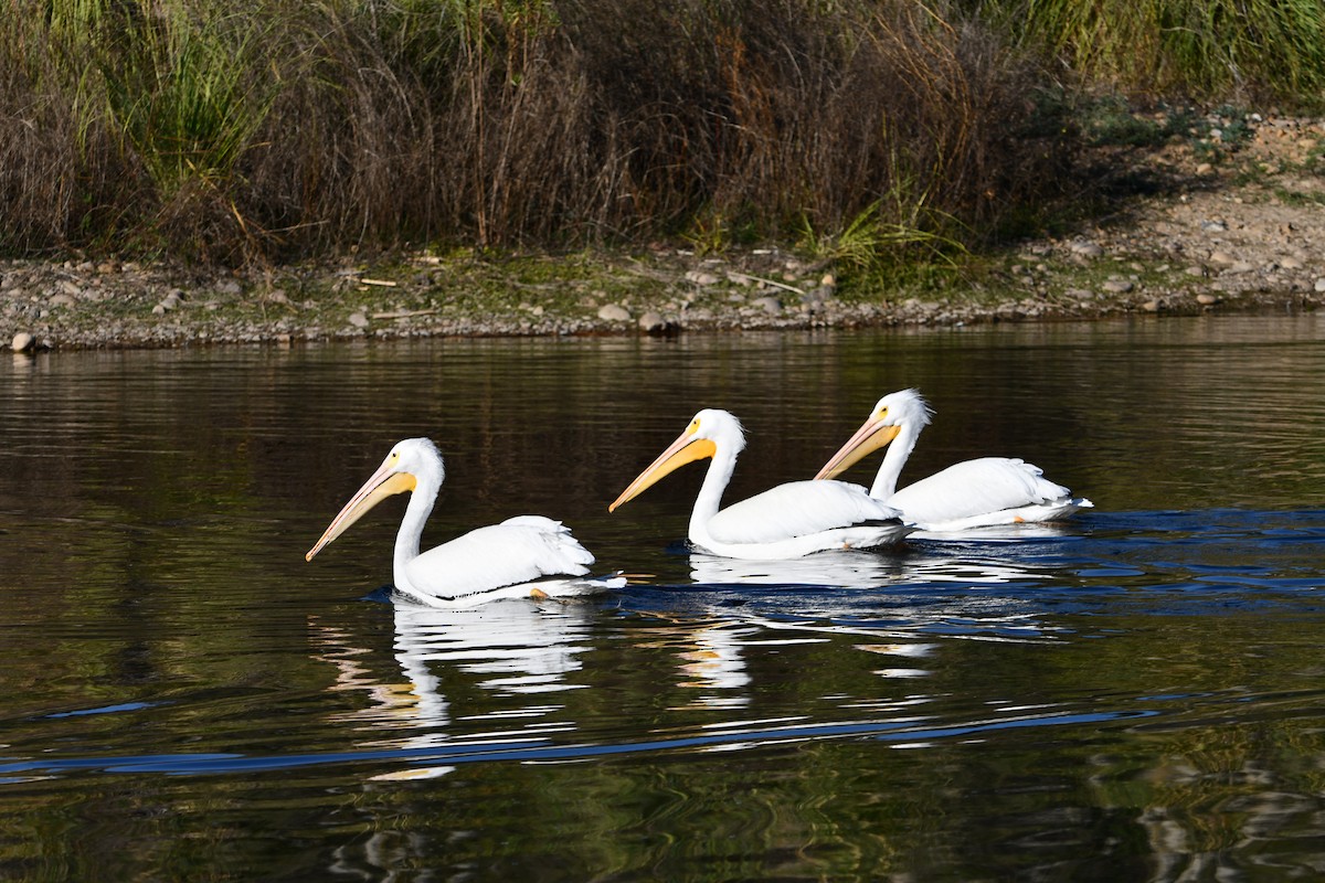 Nashornpelikan - ML647875118