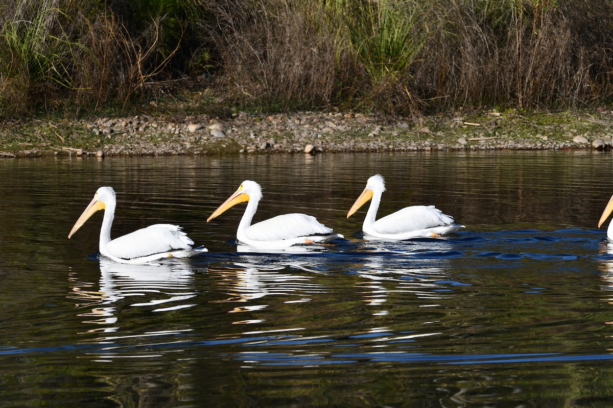 Nashornpelikan - ML647875119