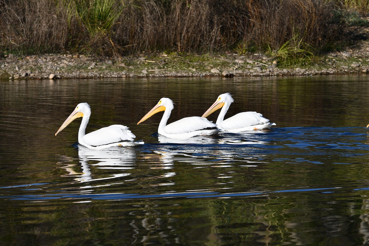 Nashornpelikan - ML647875121