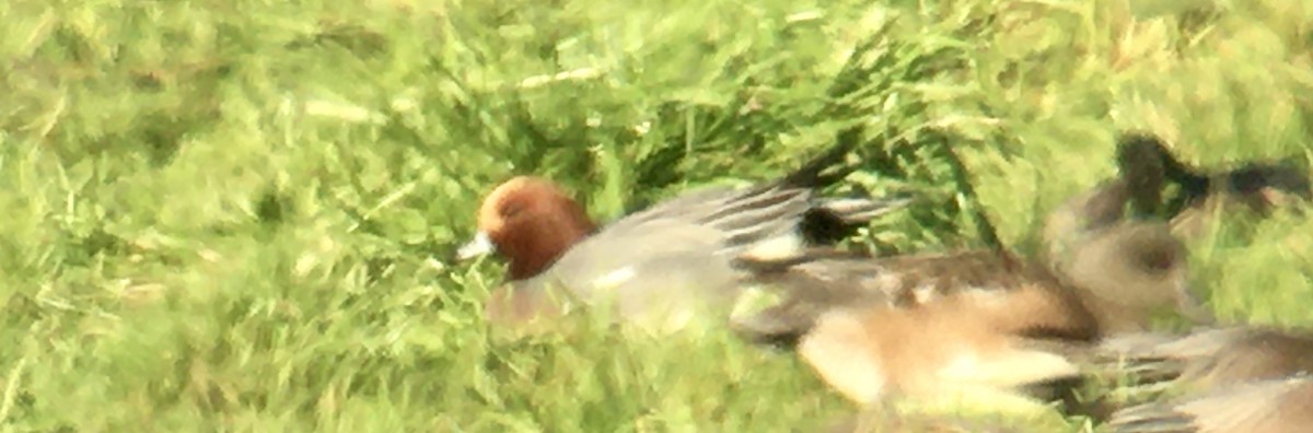 Pfeifente - ML647875126