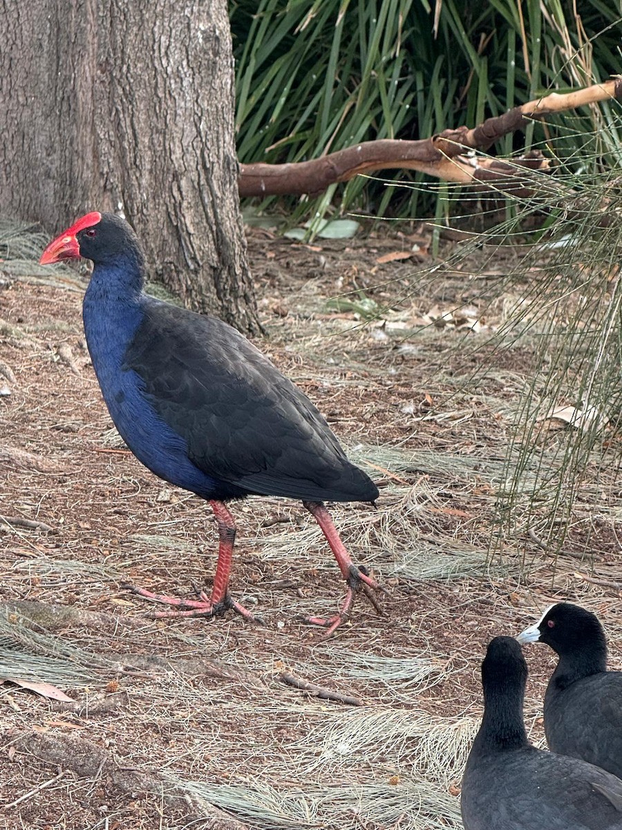 Australpurpurhuhn - ML647875128