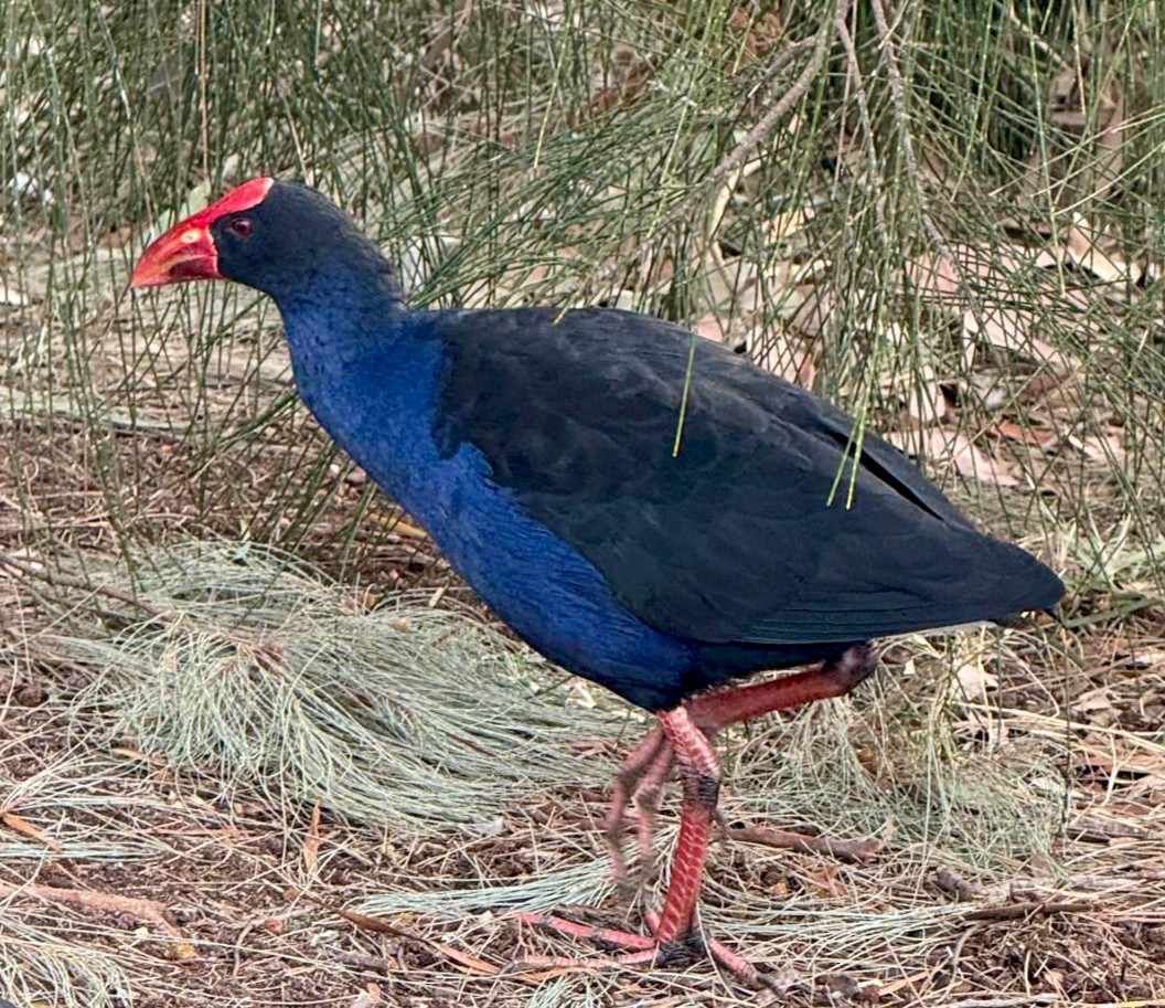 Australpurpurhuhn - ML647875129