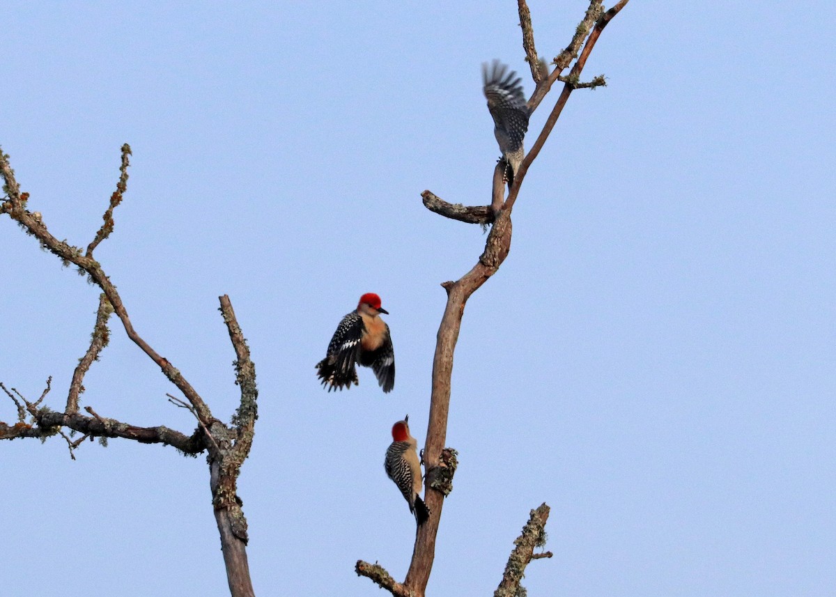 Carolinaspecht - ML647875136