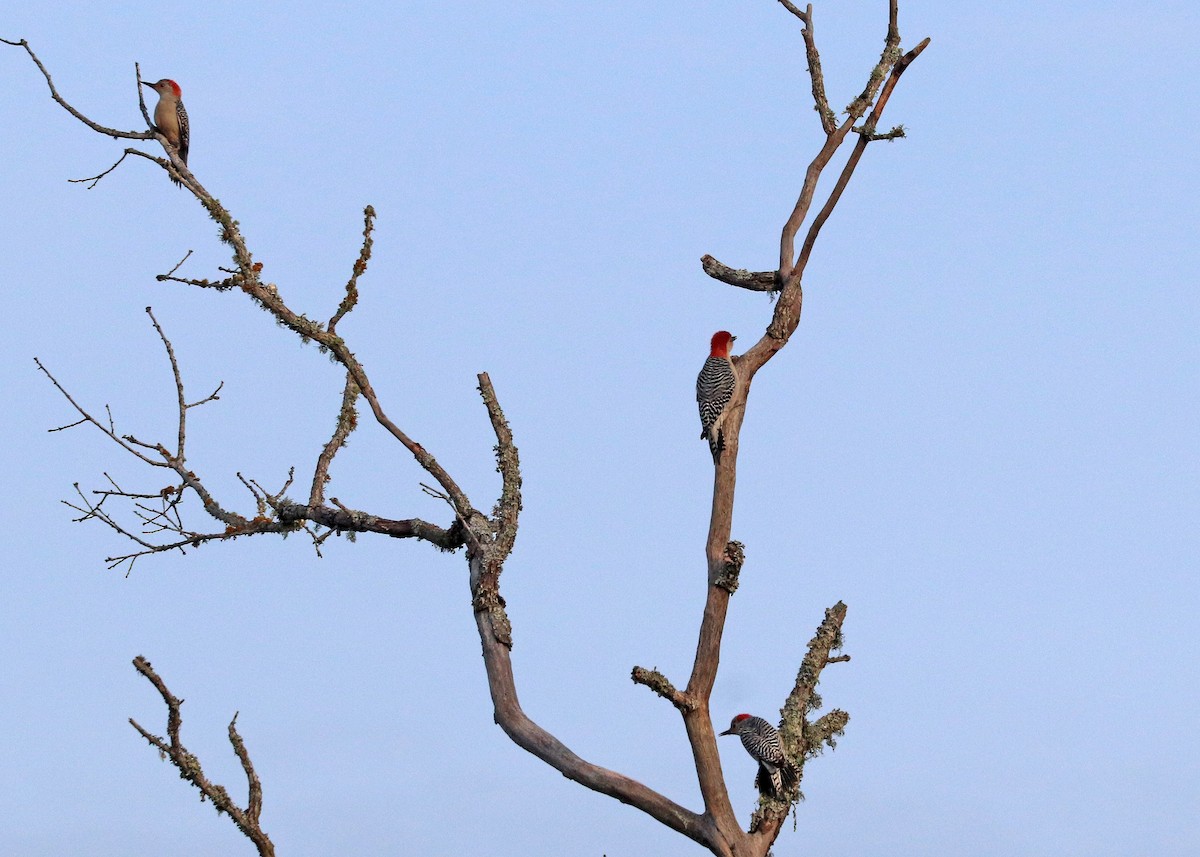 Carolinaspecht - ML647875137