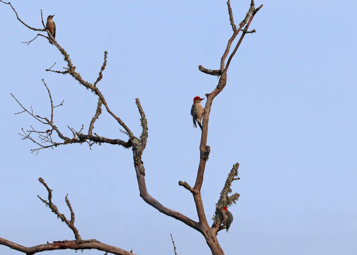 Carolinaspecht - ML647875138