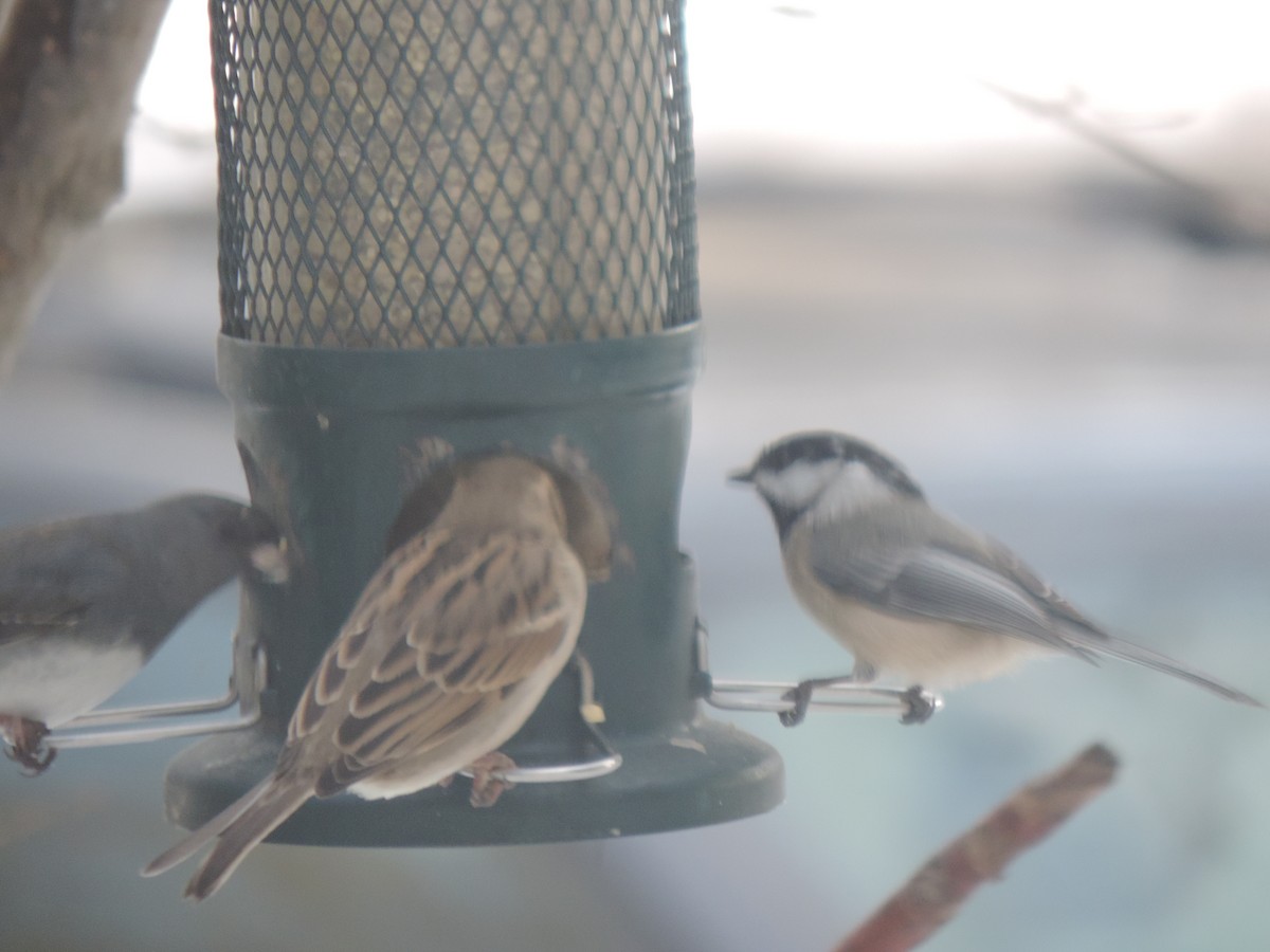 Schwarzkopfmeise - ML647875139