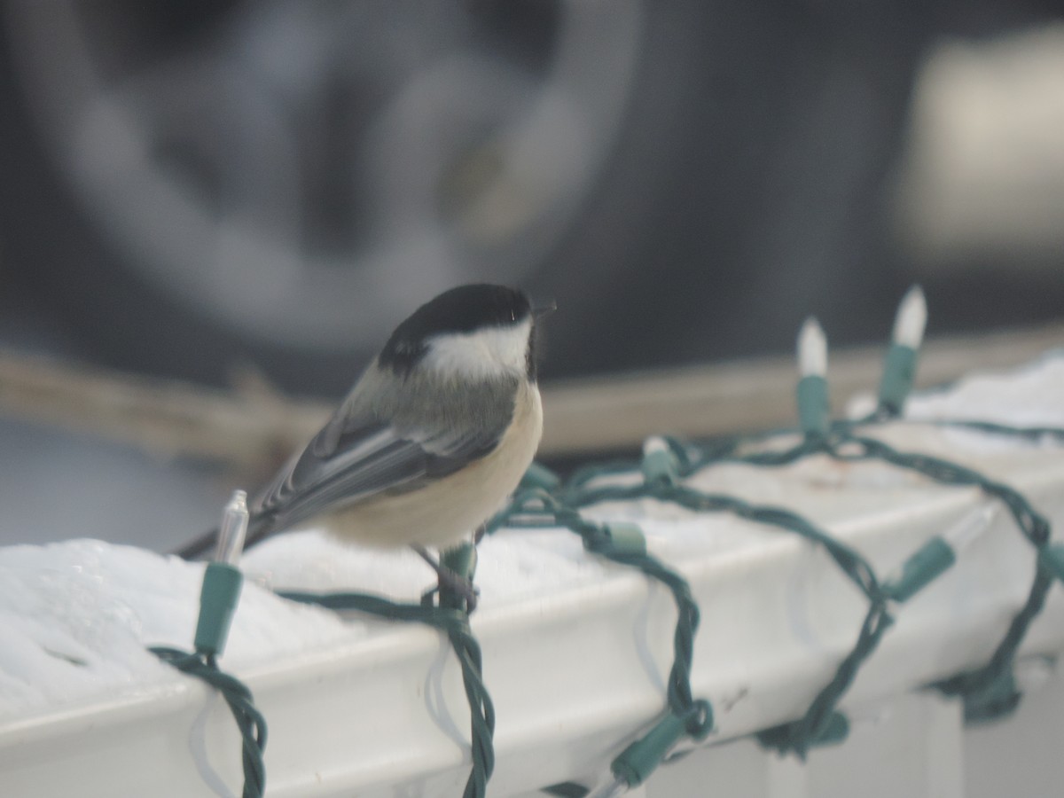 Schwarzkopfmeise - ML647875140