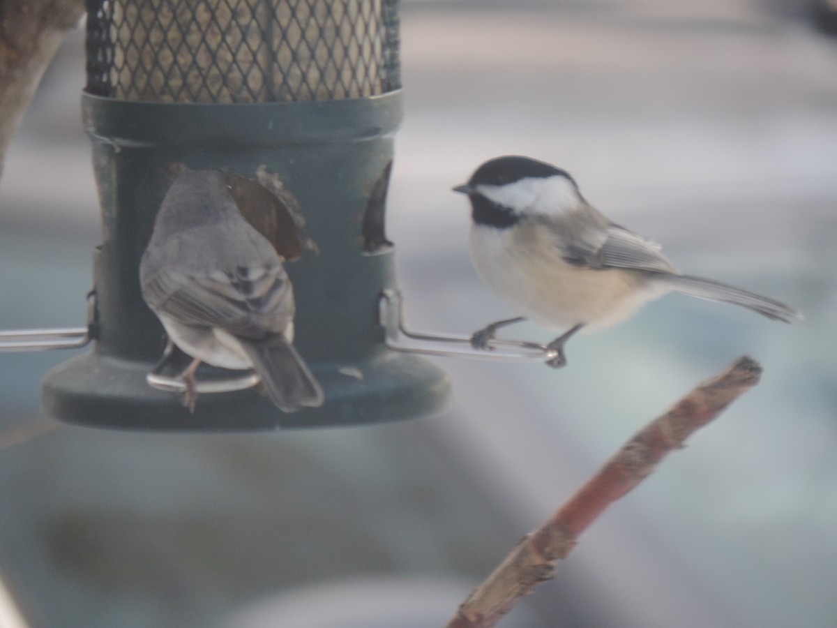 Schwarzkopfmeise - ML647875141