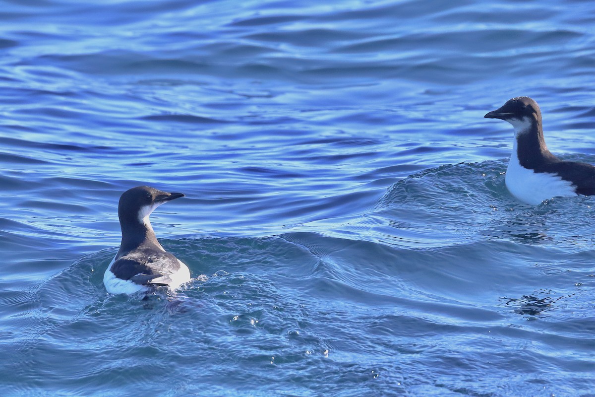 Dickschnabellumme - ML647875142