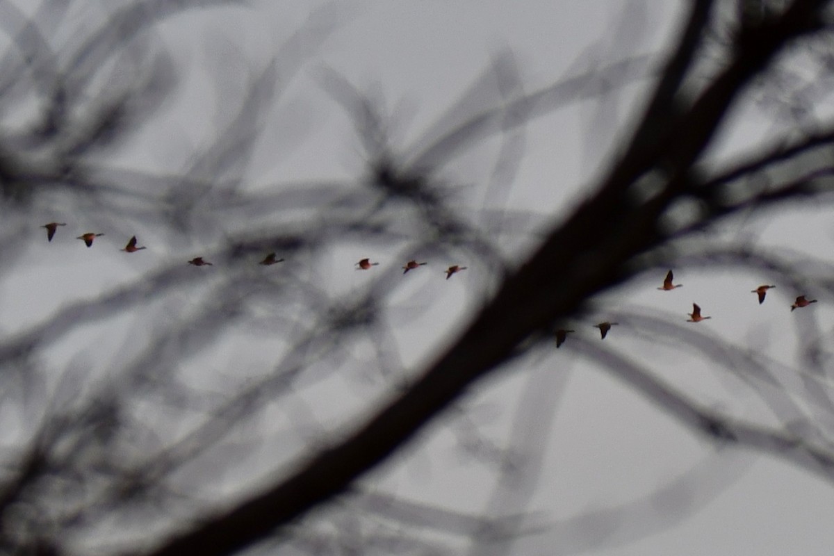 Kanadagans - ML647875143