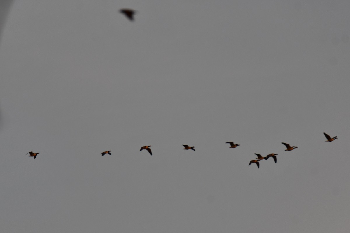 Kanadagans - ML647875144