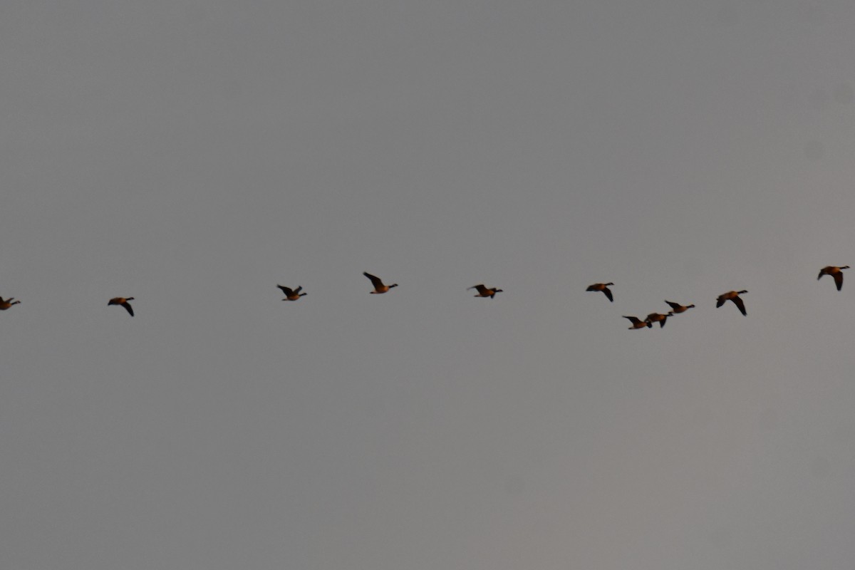 Kanadagans - ML647875145