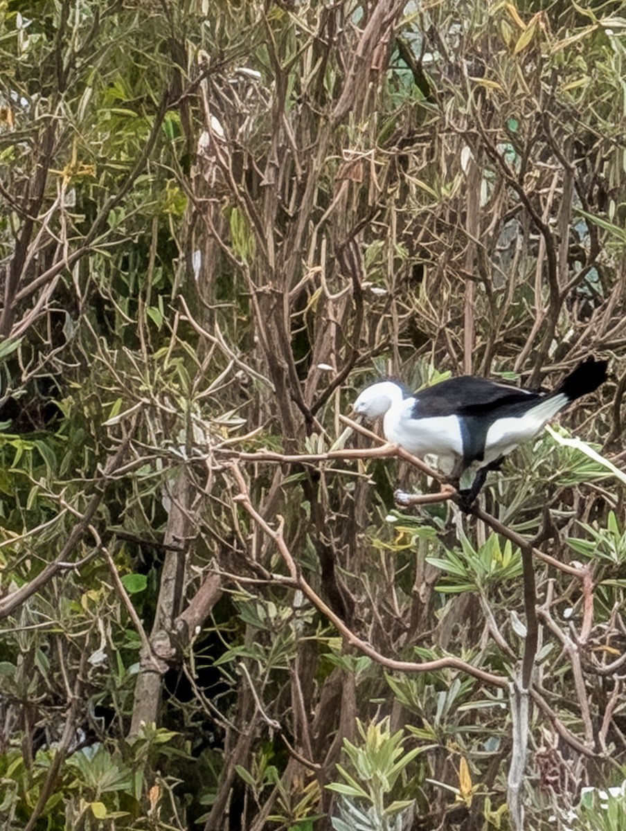 Elsterscharbe - ML647875148