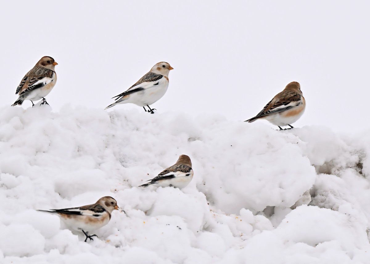 Schneeammer - ML647875149