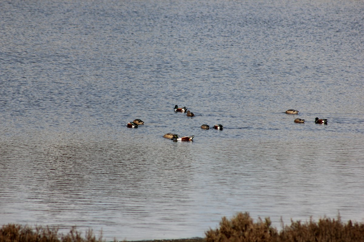 Löffelente - ML647875151