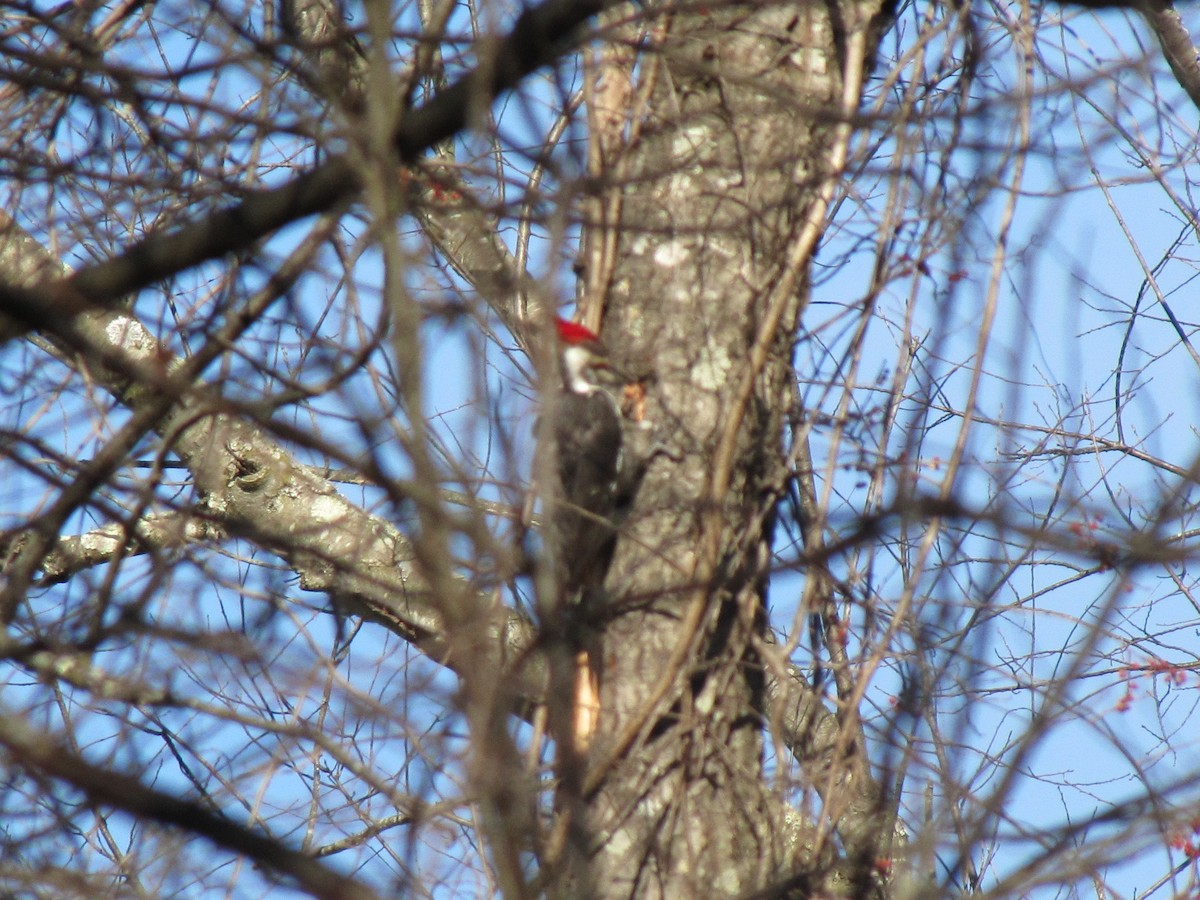 Helmspecht - ML647875152