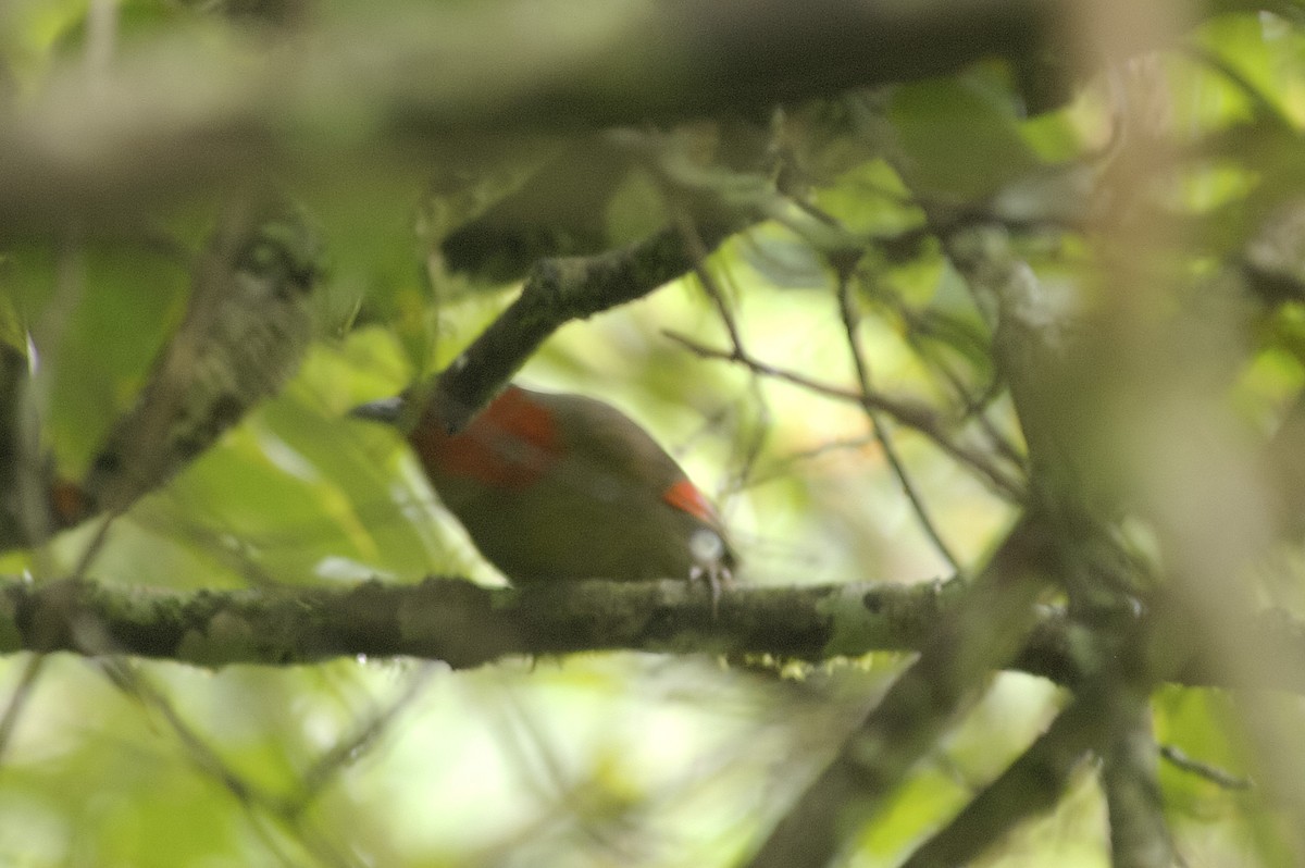 Rotgesicht-Bunthäherling - ML647875153