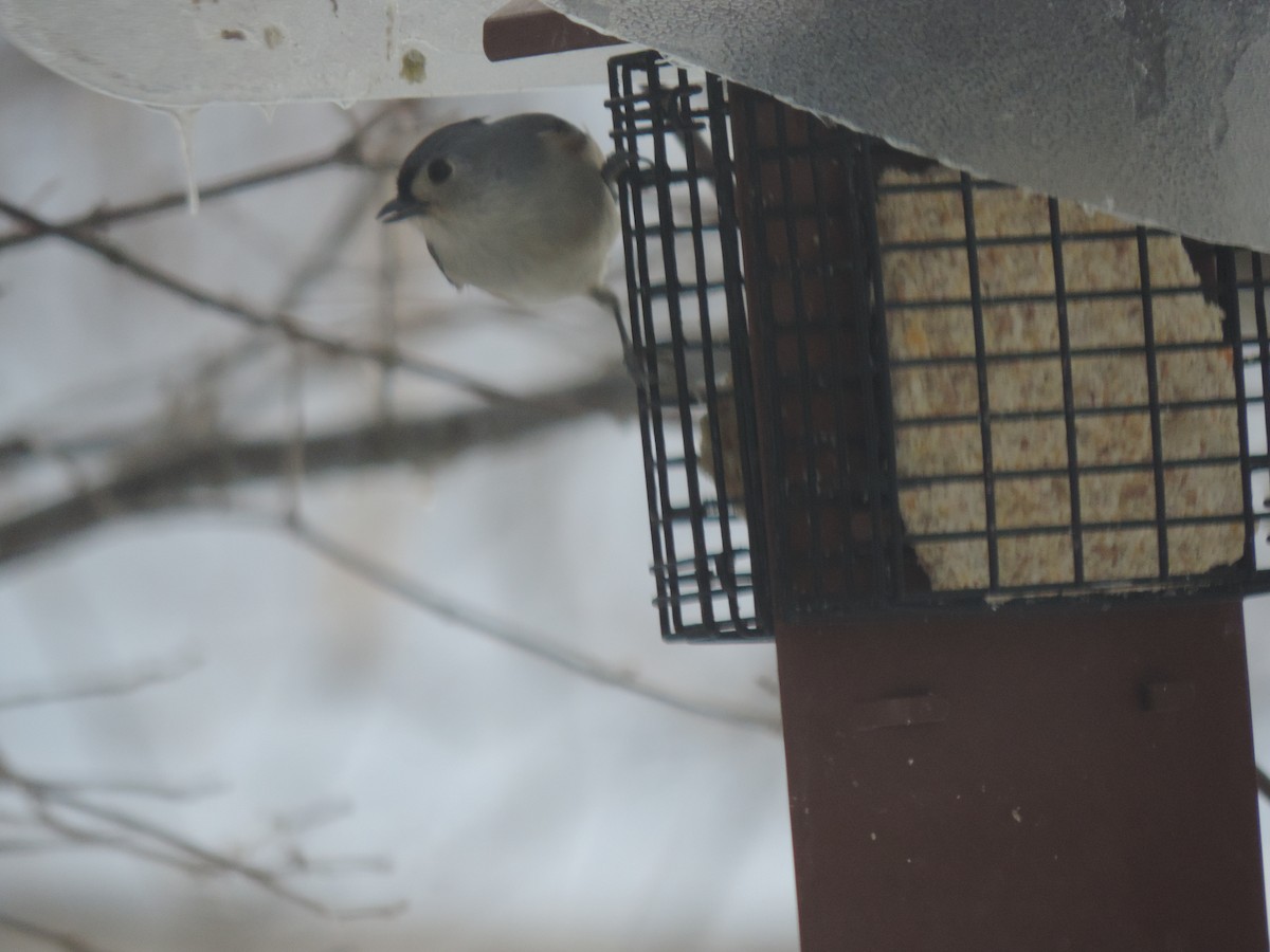 Grauhäubchenmeise - ML647875155