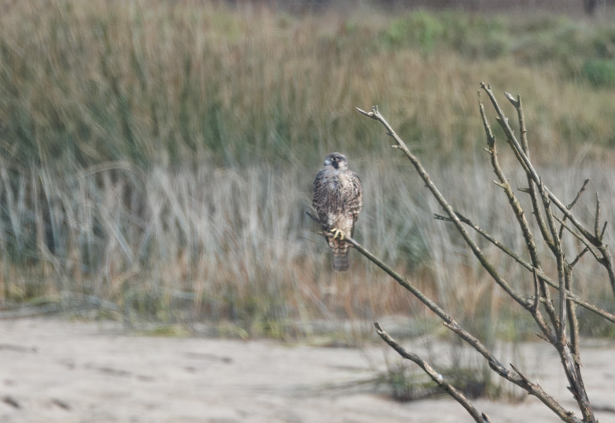 Wanderfalke - ML647875156