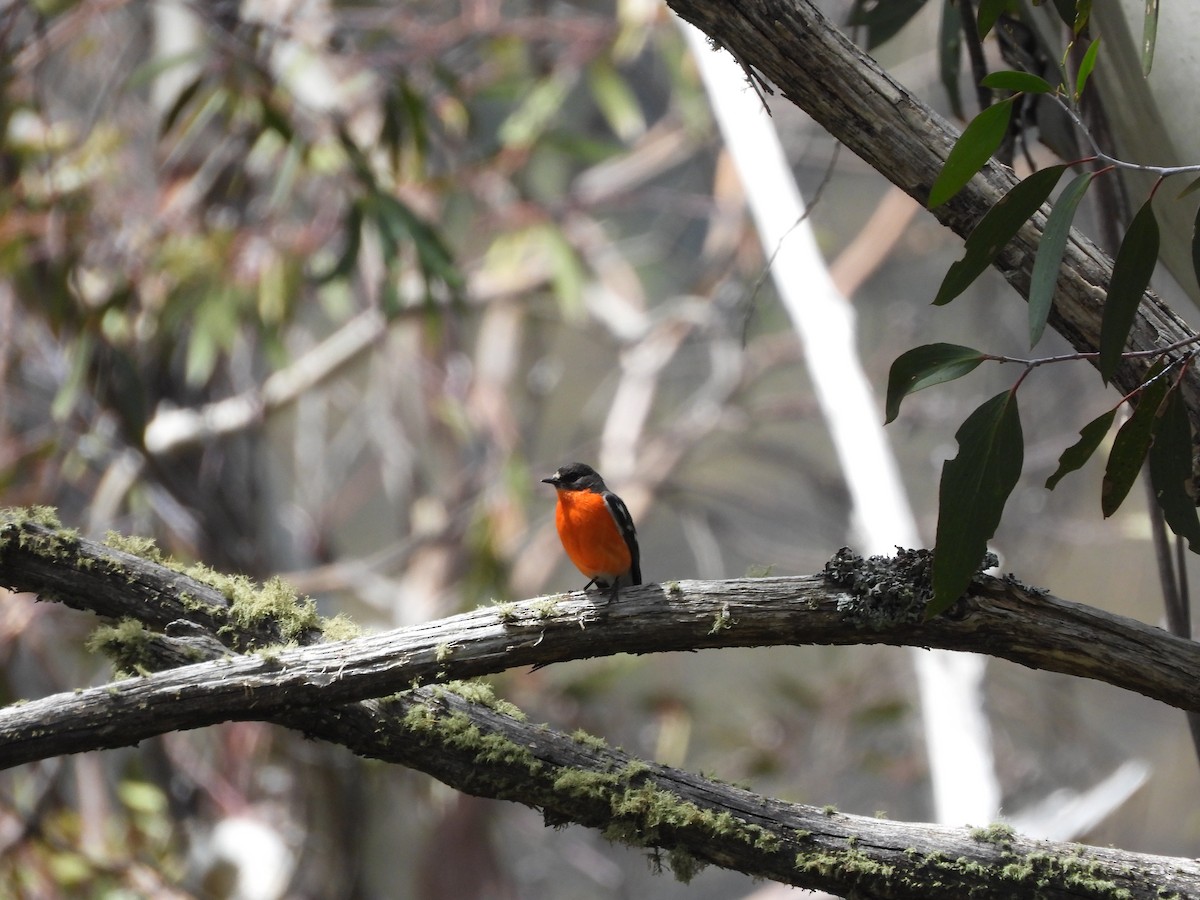 Flame Robin - ML647875160