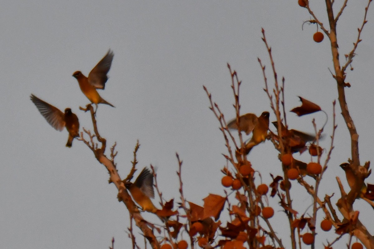 Cedar Waxwing - ML647875161