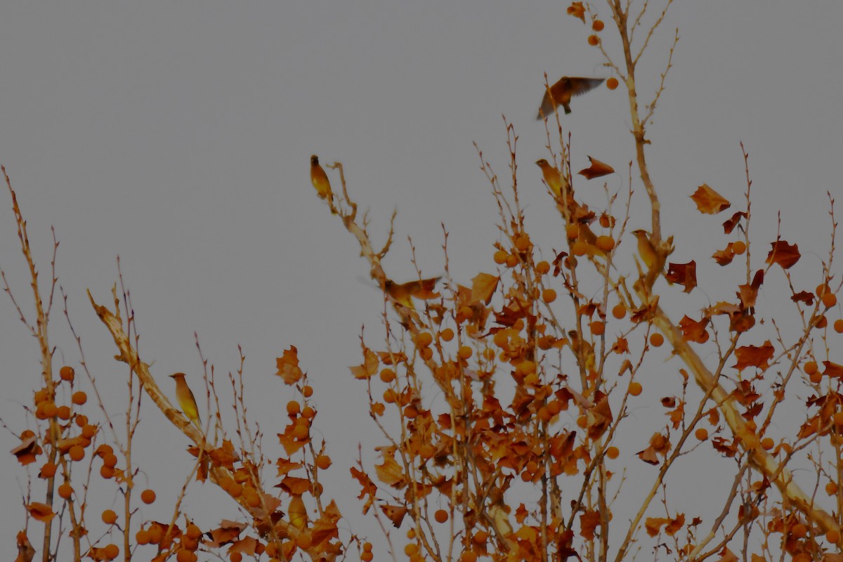 Cedar Waxwing - ML647875162