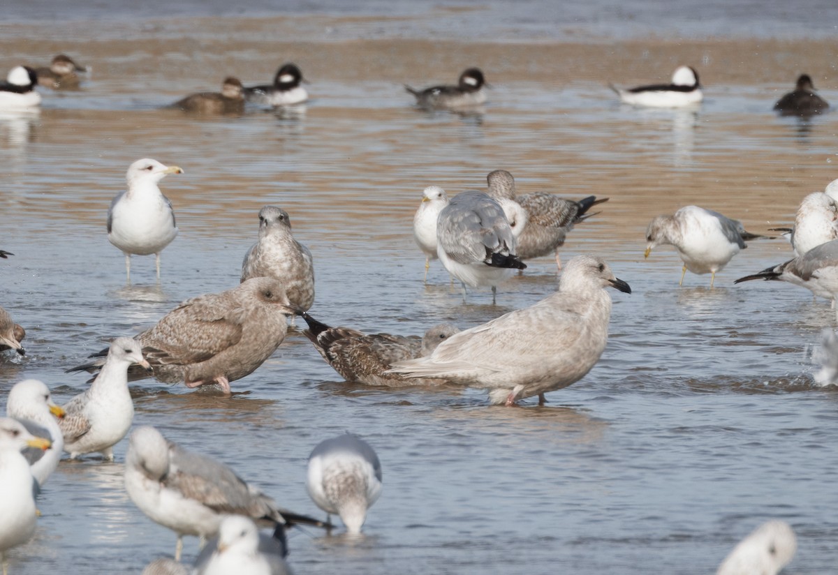 чайка sp. - ML647875171