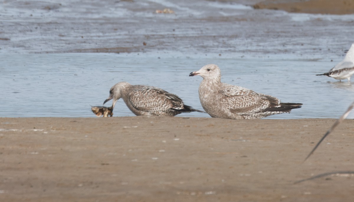 чайка sp. - ML647875178