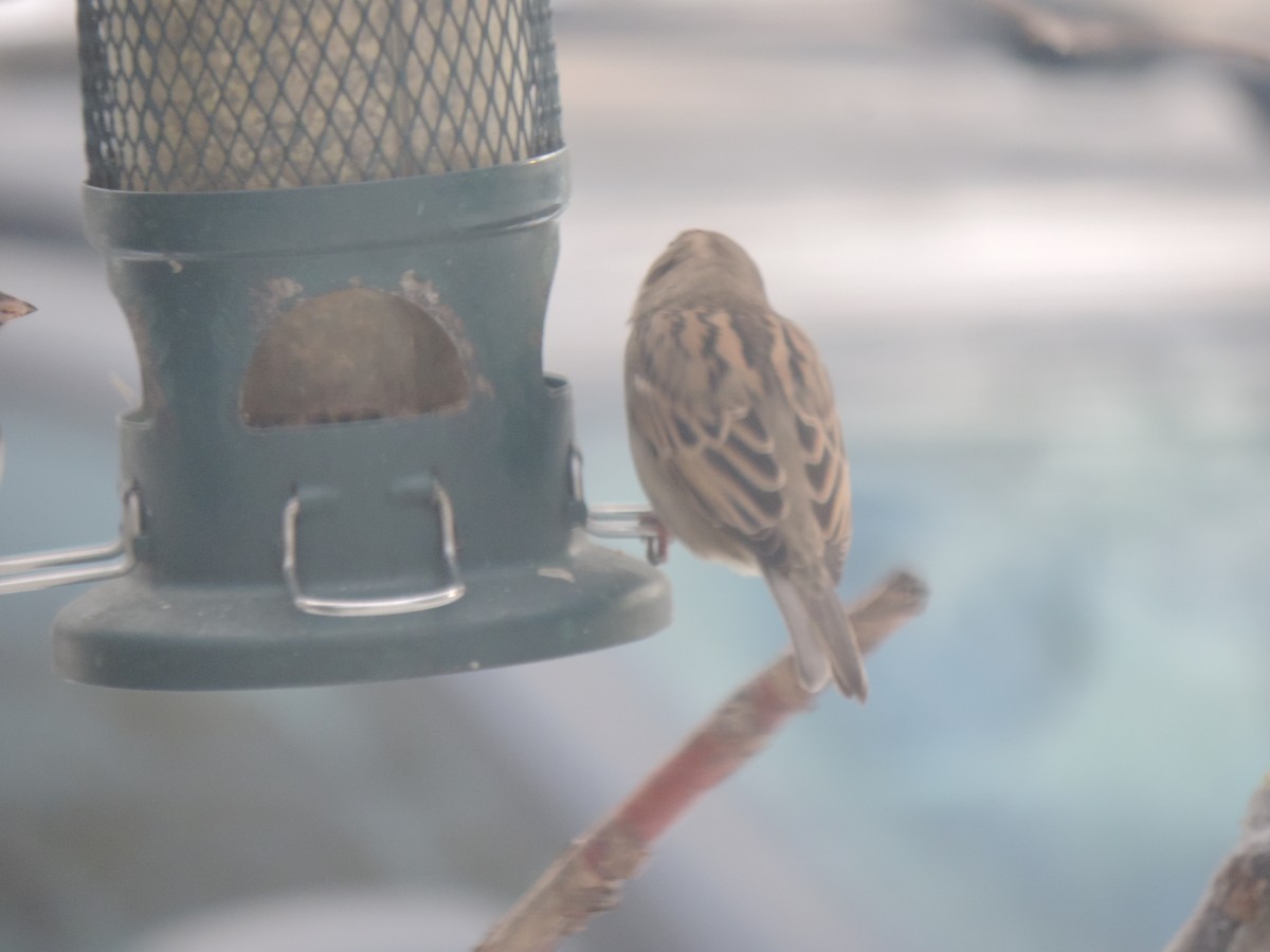 דרור הבית - ML647875182