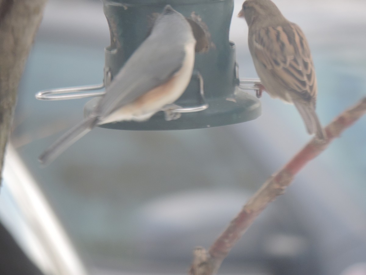 דרור הבית - ML647875183