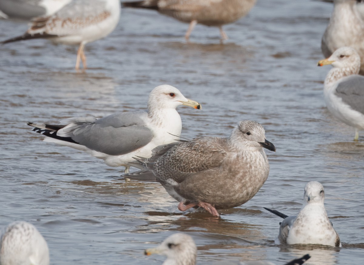 чайка sp. - ML647875185