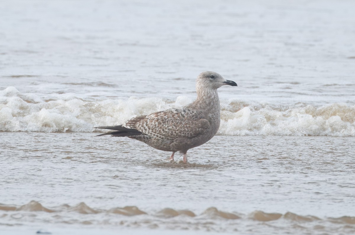 чайка sp. - ML647875188