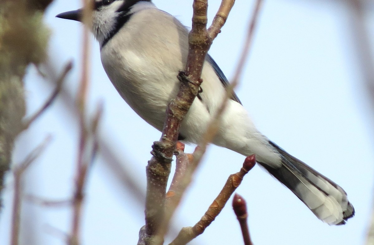 Blue Jay - ML647875190