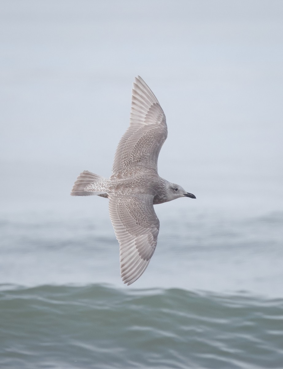 чайка sp. - ML647875196